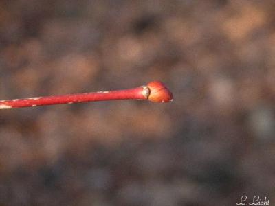 A really red bud LOL.jpg
