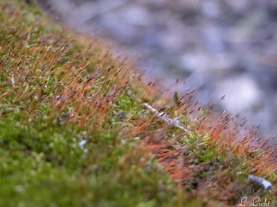 Moss sprouting.jpg
