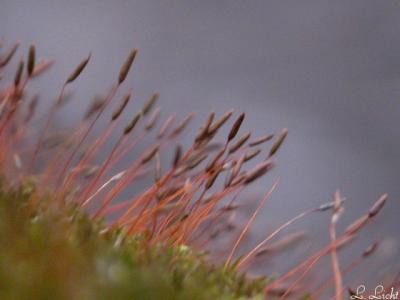Moss sprouts .jpg