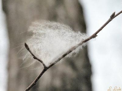 Feather.jpg