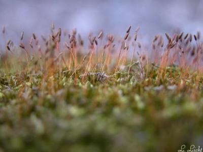 Tiny forest.jpg