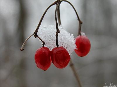 u41/lloydl/medium/27033727.Icedcranberries075.jpg