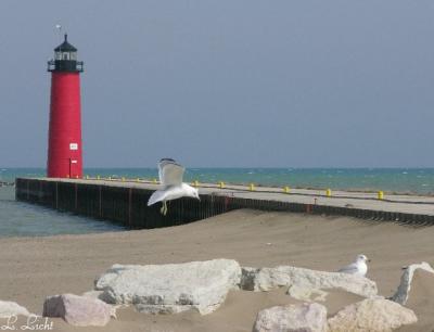  Light House and gulls .jpg