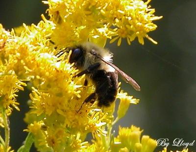 Lil Bumble Bee 025.jpg