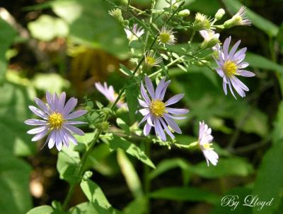 New England Aster 015.jpg