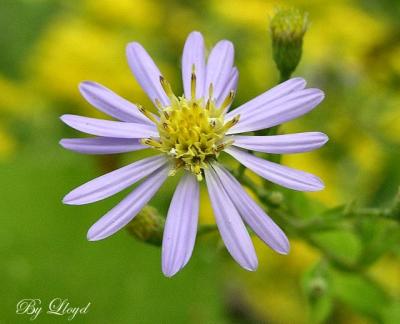 New England Aster  111.jpg