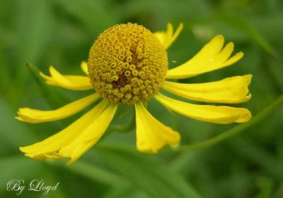 Sneezeweed 117.jpg