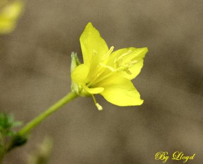 Sand Primrose 9959.jpg