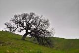California: Leaning Tree at Dusk