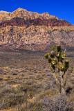 Nevada: Cactus Salute