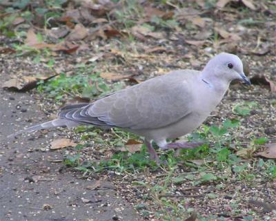 Dove1_Resize.jpg