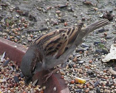 Bird1_Resize.jpg