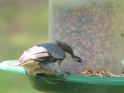 Bird_Feeder