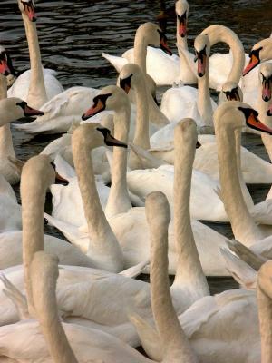 The Swans of the Queen 1.jpg