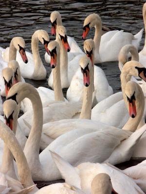The Swans of the Queen.jpg