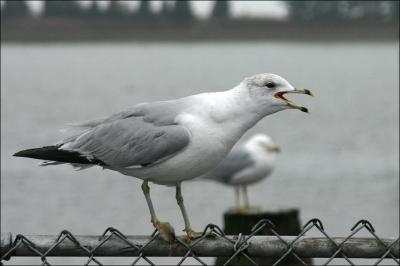 Gulls at Clintion Harbor