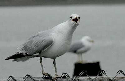 The screaming Gull