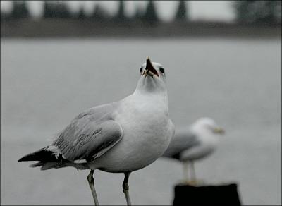 Singing  Gull