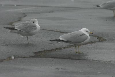 Parking Lot Gulls