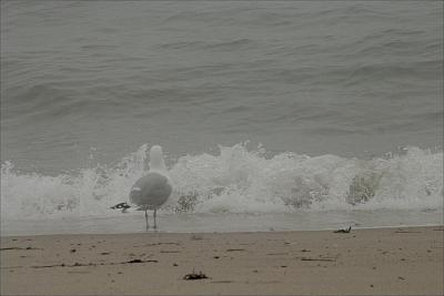 Watching the waves