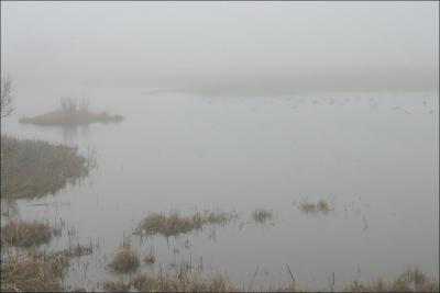 Fog at Meigs Point Pond