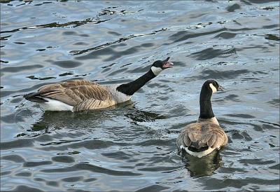Canada  Geese