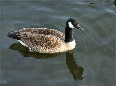 Canada  Goose