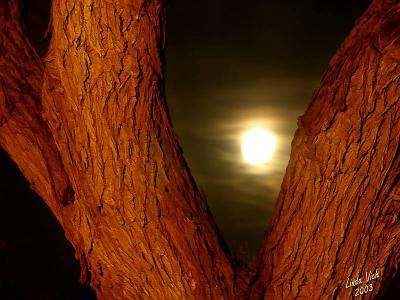u41/lvich/medium/26789582.harvest_moon.jpg