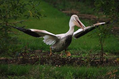 Pelican 1