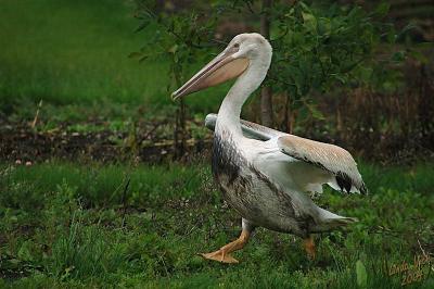 Pelican 2