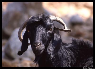 u41/maceg/medium/26583056.chevre42.jpg