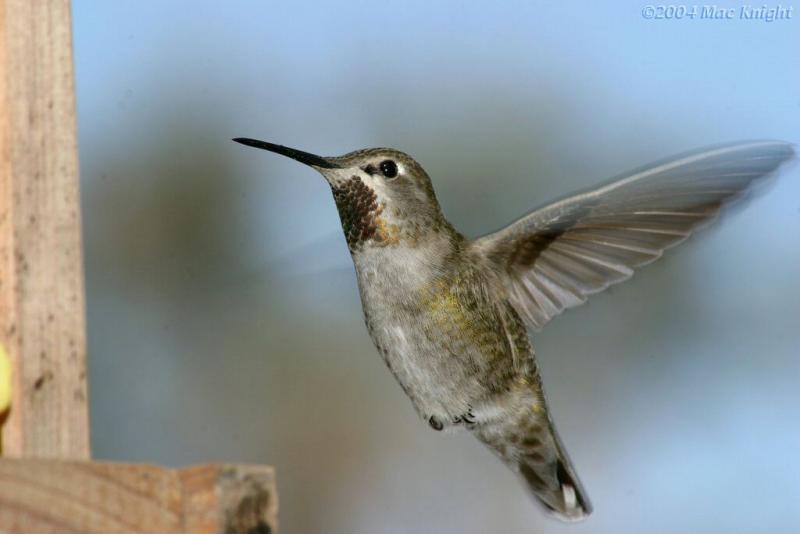 Annas hummingbird Riverside, Ca.