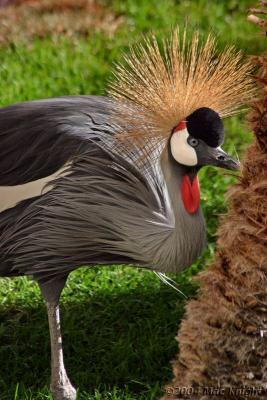 african crowned crane - Flamingo Hotel, Las Vegas