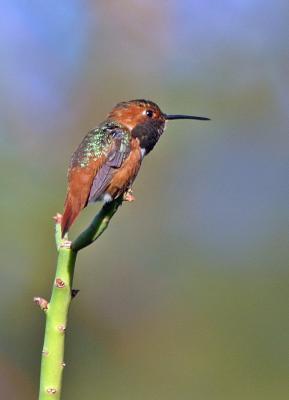 Allens hummingbird male - So. Cal.