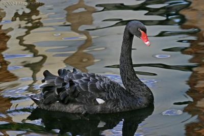 black swan - Flamingo Hotel, Las_Vegas