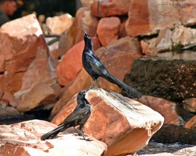 great-tailed grackle male - Flamingo Hotel