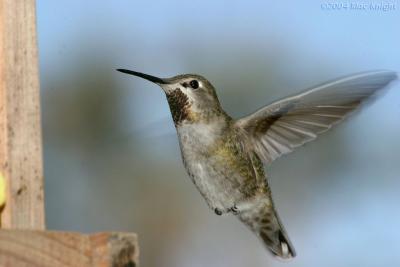 Annas hummingbird Riverside, Ca.