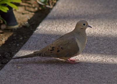 mourning dove