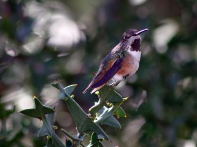 female Allen's hummingbird
