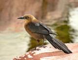 great-tailed grackle female - Flamingo Hotel