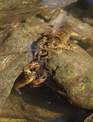 Crawdads