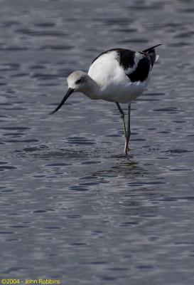 American Avocet