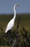 Egret at Attention