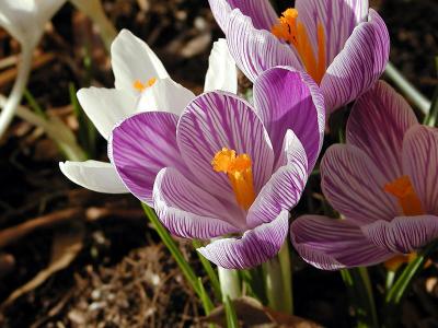 Dutch Crocus 'Pickwick' Crocus vernus