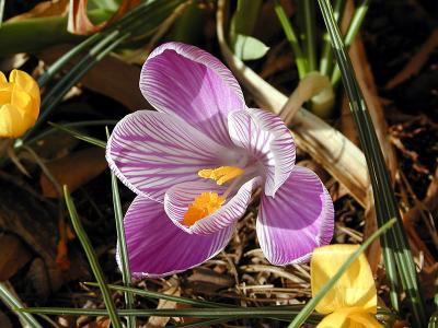 Dutch Crocus 'Pickwick' (Crocus vernus)