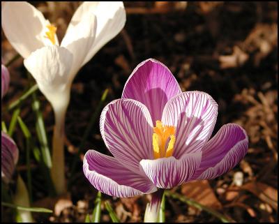 Dutch Crocus 'Pickwick' (Crocus vernus)