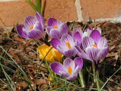 Dutch Crocus 'Pickwick' (Crocus vernus)