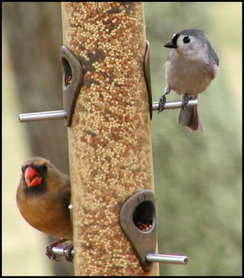 Tufted titmouse and female cardinal