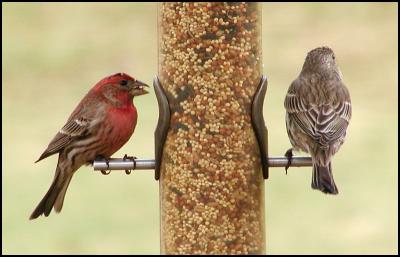 Male and female housefinch at feeder.