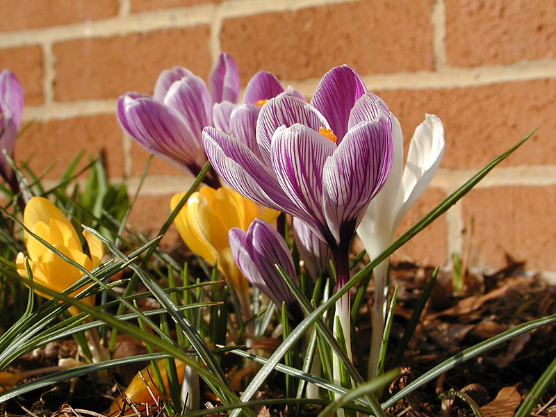 Dutch Crocus Pickwick Crocus vernus